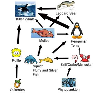 What Type Of Fish Do Penguins Eat