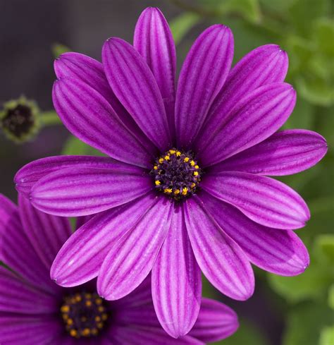 Purple flower Types Of Purple Flowers, Pretty Flowers, Amazing Flowers, Flower Images, Flower ...