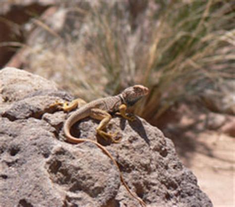 Animals - Glen Canyon National Recreation Area (U.S. National Park Service)