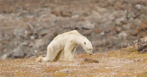 This Starving Polar Bear Broke a Photographer's Heart | PetaPixel