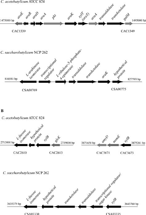 Figure 4.1 from Investigation of xylose and arabinose metabolism in Clostridium acetobutylicum ...