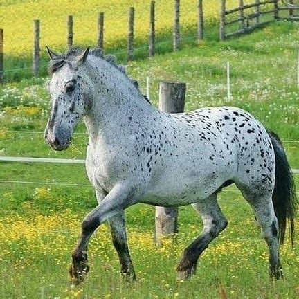 Percheron Horse- History, Colors, Uses, and Facts - Seriously Equestrian