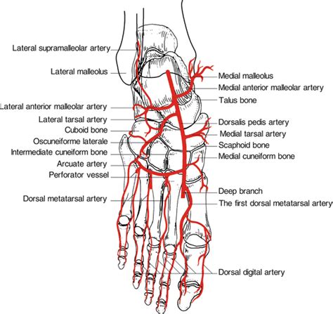 Peroneal Artery Anterolateral Supramalleolar Flap | Plastic Surgery Key