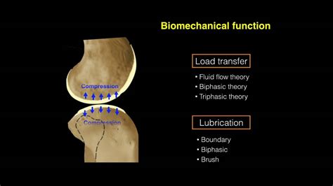 Function Of Articular Cartilage In Knee - slidesharetrick