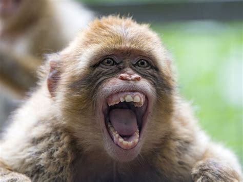 Funny macaque with big open mouth | Screaming animals, Animals, Funny ...