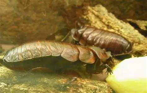 Giant Burrowing Cockroach | The Animal Facts | Appearance, Diet, Habitat