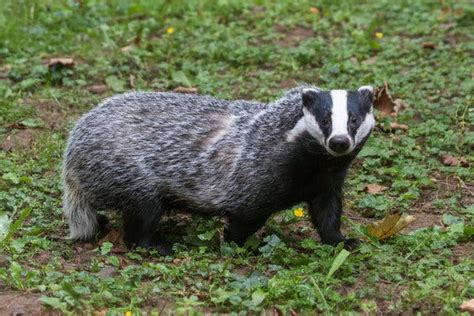 Sometimes Wiping Out Badgers Helped. Sometimes It Didn’t. Why? - The New York Times