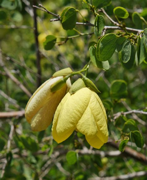 Photo #50203 | Bauhinia tomentosa | plant lust