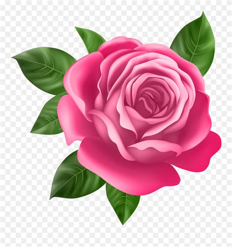 Download Pink Rose Transparent Png Clip Art - Best Rose Flower (#215224) - PinClipart