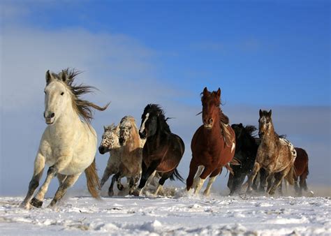 Sfondi : natura, inverno, mandria, cavalla, fauna, vertebrato, criniera ...