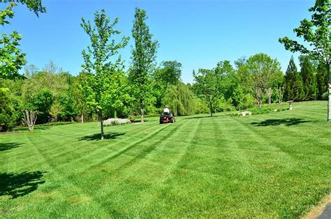 Essentials for Lawn Maintenance and Care | My Greenery Life