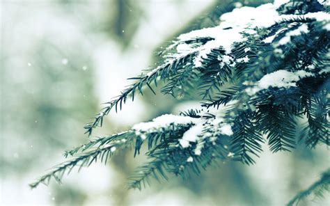 Pine branch covered in snow wallpaper | nature and landscape ...