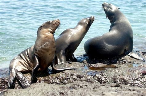 Galápagos Sea Lion – "OCEAN TREASURES" Memorial Library