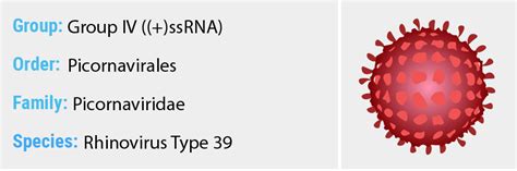 Rhinovirus Type 39 - Quip Labs