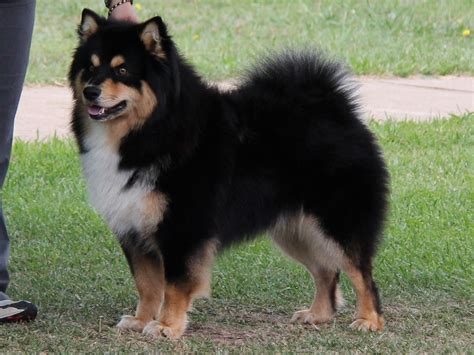 Finnish Lapphund - Puppies, Rescue, Pictures, Information, Temperament, Characteristics ...