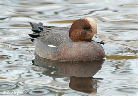 One of these Wigeons is not like the Others