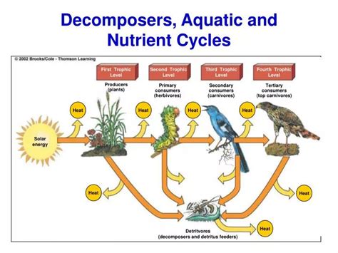 PPT - Decomposers, Aquatic and Nutrient Cycles PowerPoint Presentation - ID:6518182