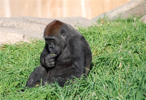 Video: Zola the break-dancing gorilla at Calgary Zoo goes viral ...