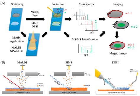 Foods | Free Full-Text | Application of Mass Spectrometry Imaging for ...