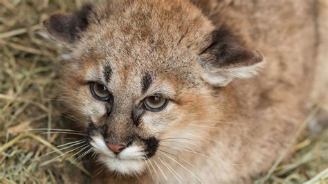 Young mountain lions captured and euthanized in Kendrick