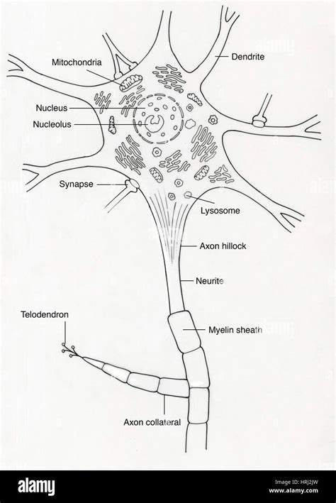 Neuron Diagram Axon Hillock