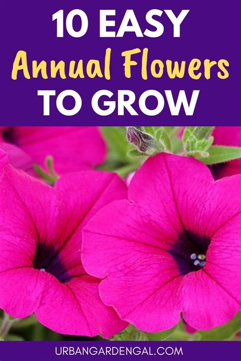 10 Easy Annual Flowers To Grow In Your Garden | Annual flowers, Flower garden plans, Planting ...