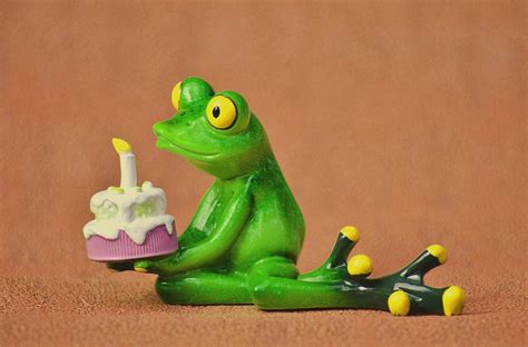 Happy Birthday Frog · Free photo on Pixabay