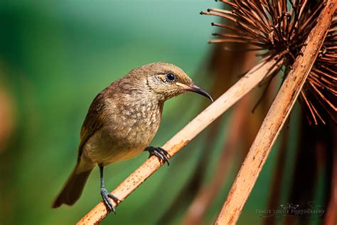 Top Tips for Backyard Bird Photography