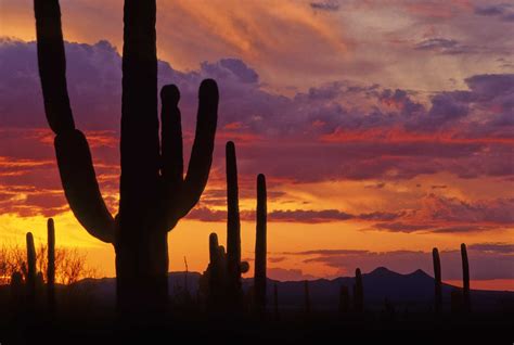 Saguaro National Park - Tucson Attractions