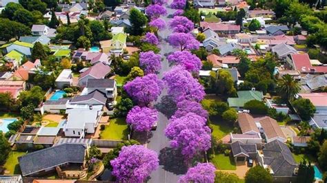 Jacaranda trees are here to stay, says City of Tshwane - I Love South ...