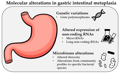 Metaplasia: What Is It, Types, Causes, And More Osmosis, 59% OFF