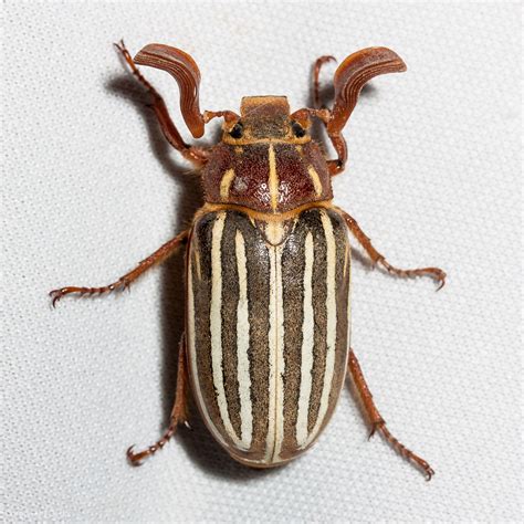 Ten-lined June Beetle (Polyphylla decemlineata) | Idaho Fish and Game