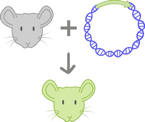 Transgene - Innovative Genomics Institute (IGI)