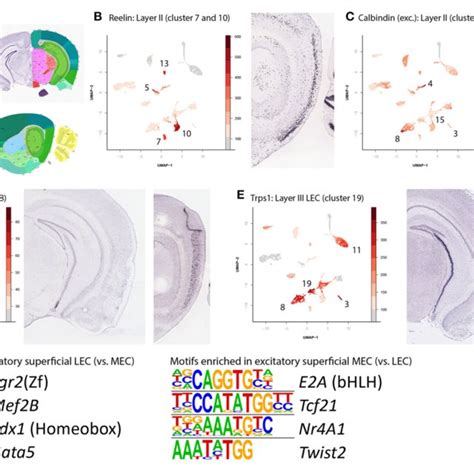 Overview of cell types in scATAC-seq clusters. | Download Scientific ...