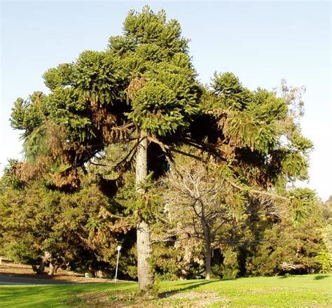 Araucaria angustifolia--Parana Pine --From southern Brazil, rarely planted here in San Diego ...