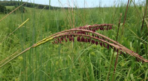 Looking closer at grass flowers | Grasses at a Glance | Illinois Extension | UIUC