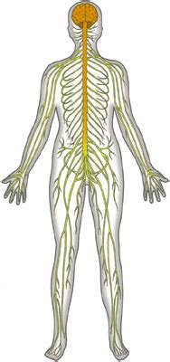 nervous system clipart 10 free Cliparts | Download images on Clipground ...