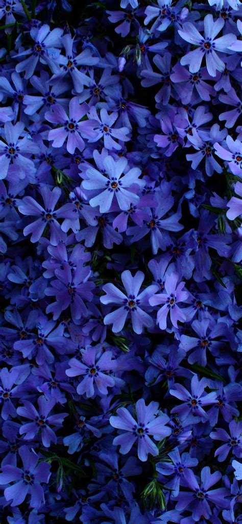 Dark Blue Flowers Background