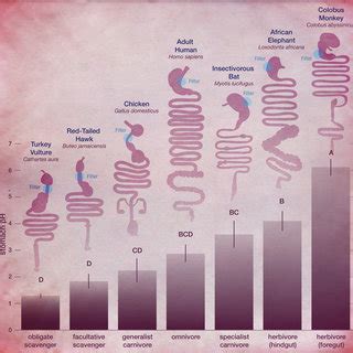 Gastric Acid Ph