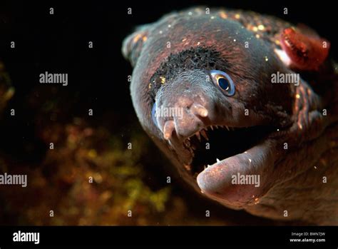 Moray eel teeth hi-res stock photography and images - Alamy