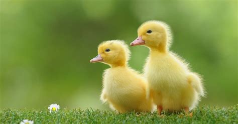 Baby Duck: 5 Incredible Facts & 5 Pictures! - AZ Animals