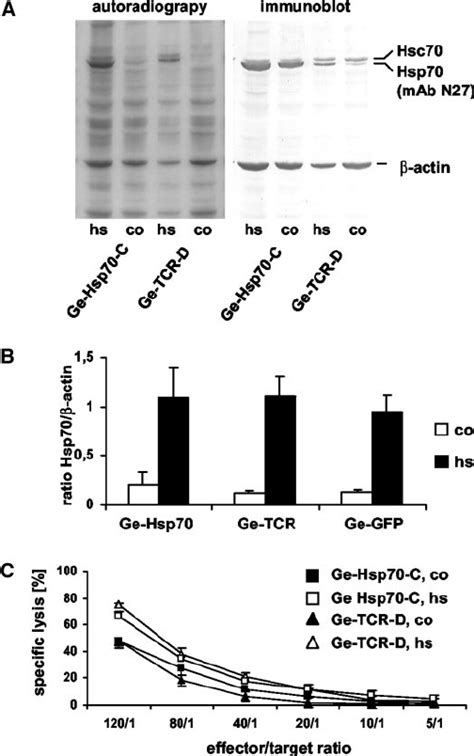 Heat shock induces Hsp70 in permanently Hsp70 overexpressing cells and... | Download Scientific ...