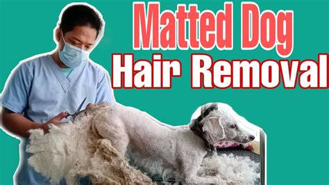 Matted Dog Hair Removal | Poodle Breed || Aggressive - YouTube