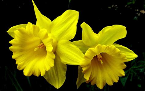 beautiful daffodils flowers high resolution wallpaper | Daffodils, Daffodil flower, Flowers