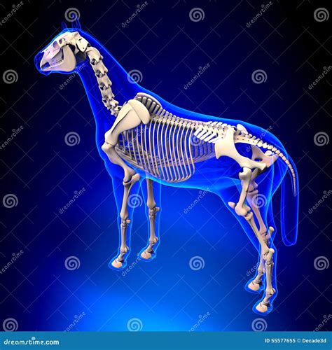 Horse Skeleton - Horse Equus Anatomy - on Blue Background Stock Illustration - Illustration of ...