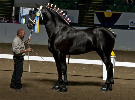 Bentley - Percheron | Horsin Around | Pinterest | Horse, Percheron horses and Animal