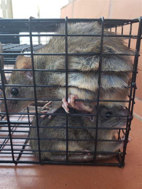 rodent removal – A+ Animal Solutions