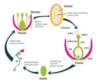 Flower Reproduction