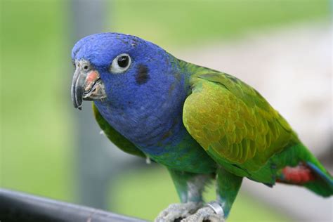 Blue-headed Parrot (Pionus menstruus) | Pionus, Parrot, Parrot bird