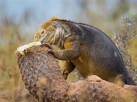 Galapagos Land Iguana - Facts, Where to see them, Behaviour & More